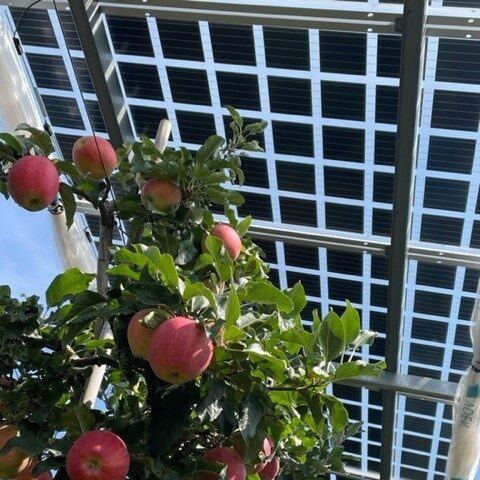 Agrivoltaics solar provide mutual benefits across the food–energy–water nexus in drylands