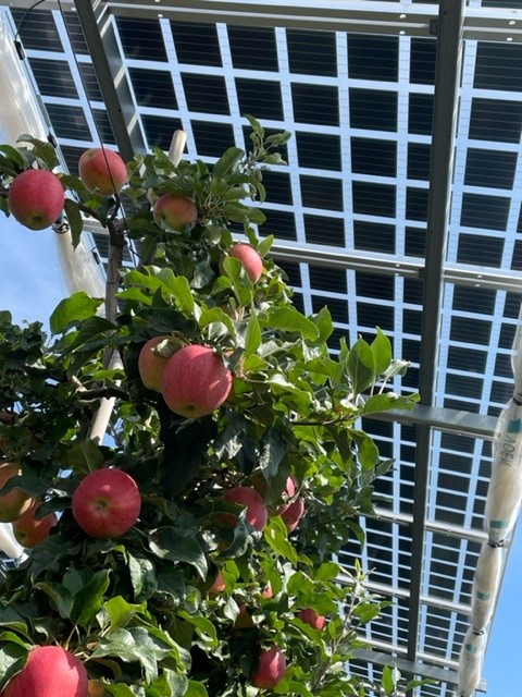 Agrivoltaics solar provide mutual benefits across the food–energy–water nexus in drylands